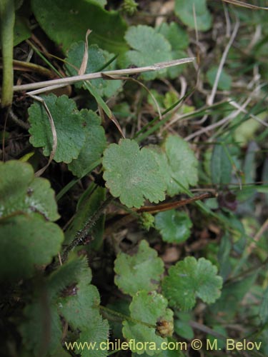 Hydrocotyle sp. #1422的照片