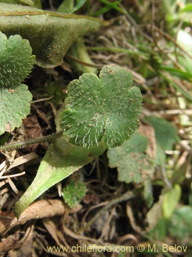 Imágen de Hydrocotyle sp. #1422 (). Haga un clic para aumentar parte de imágen.