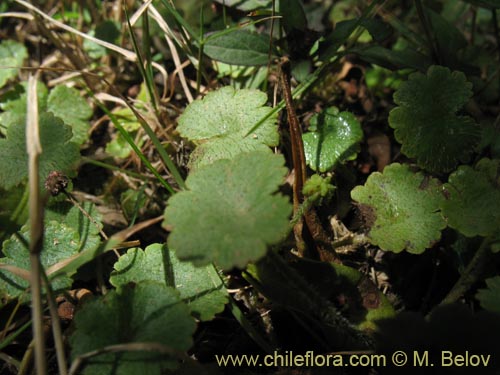 Hydrocotyle sp. #1422的照片