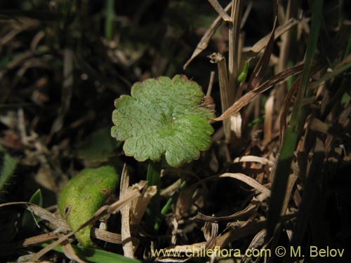 Imágen de Hydrocotyle sp. #1422 (). Haga un clic para aumentar parte de imágen.