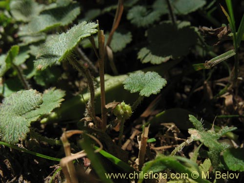 Imágen de Hydrocotyle sp. #1422 (). Haga un clic para aumentar parte de imágen.