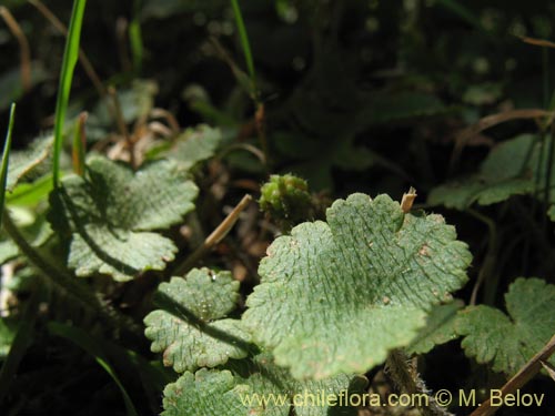 Hydrocotyle sp. #1422的照片