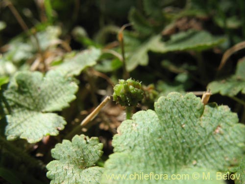 Hydrocotyle sp. #1422的照片