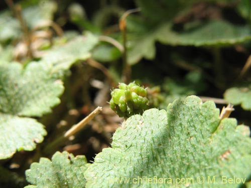 Imágen de Hydrocotyle sp. #1422 (). Haga un clic para aumentar parte de imágen.