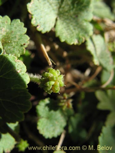 Hydrocotyle sp. #1422的照片