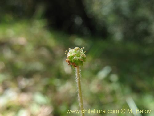 Hydrocotyle sp. #1422的照片