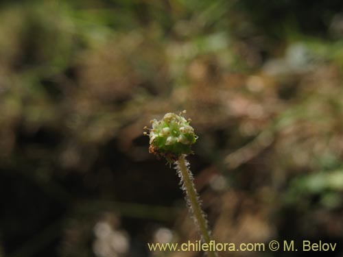 Hydrocotyle sp. #1422的照片