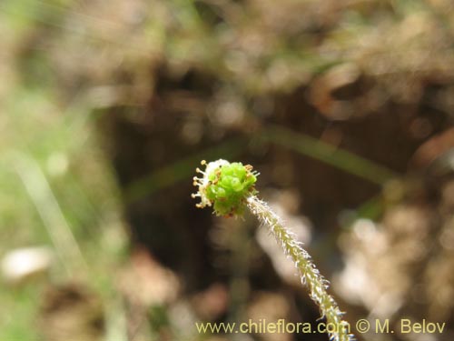 Hydrocotyle sp. #1422의 사진