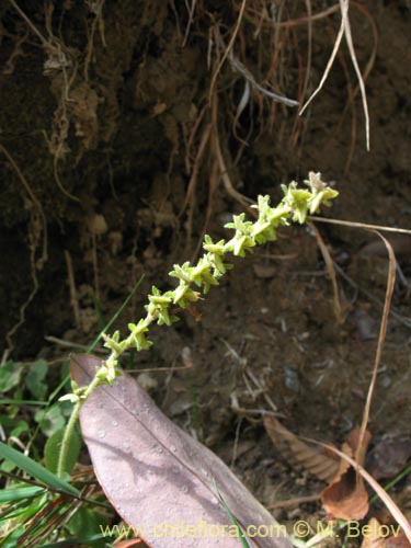 Imágen de Planta no identificada sp. #1423 (). Haga un clic para aumentar parte de imágen.