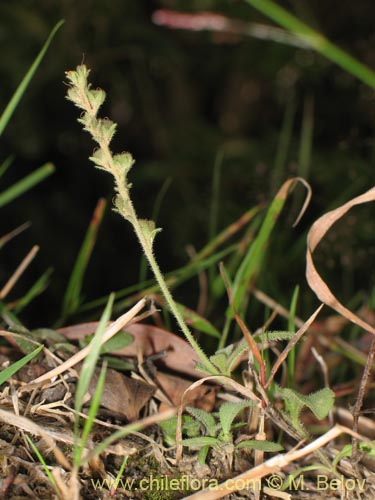 Imágen de Planta no identificada sp. #1423 (). Haga un clic para aumentar parte de imágen.