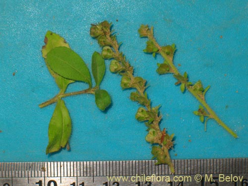 Image of Unidentified Plant sp. #1423 (). Click to enlarge parts of image.