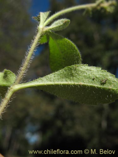 Imágen de Planta no identificada sp. #1423 (). Haga un clic para aumentar parte de imágen.