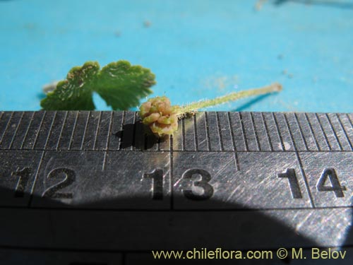 Image of Hydrocotyle sp. #1422 (). Click to enlarge parts of image.