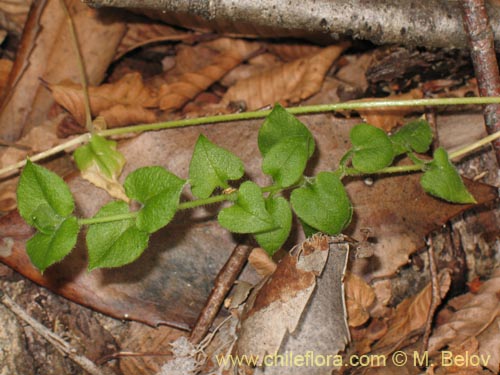 Image of Unidentified Plant sp. #1425 (). Click to enlarge parts of image.