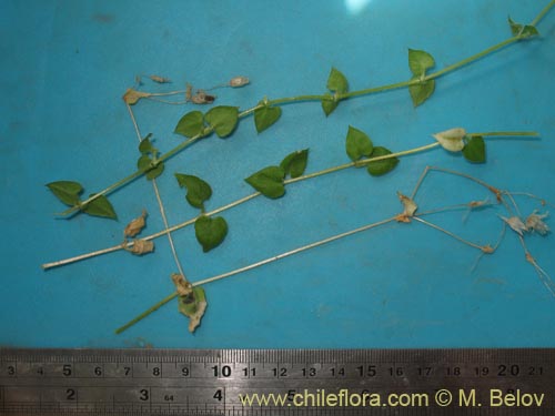 Image of Unidentified Plant sp. #1425 (). Click to enlarge parts of image.