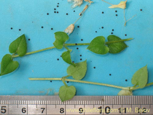 Image of Unidentified Plant sp. #1425 (). Click to enlarge parts of image.