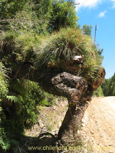 Image of Fascicularia bicolor (Puñeñe / Chupón / Chupalla). Click to enlarge parts of image.