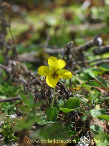 Viola reichei的照片