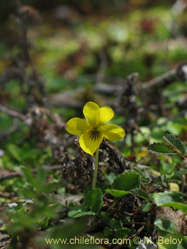 Viola reichei的照片