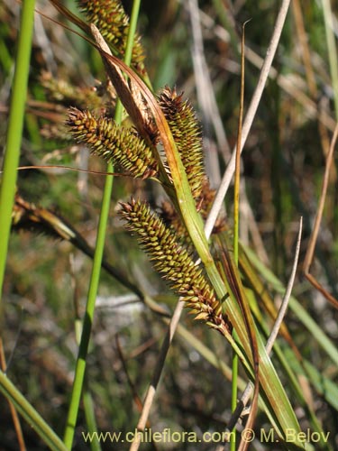 Bild von Carex sp. #1426 (). Klicken Sie, um den Ausschnitt zu vergrössern.