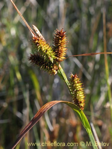 Carex sp. #1426の写真
