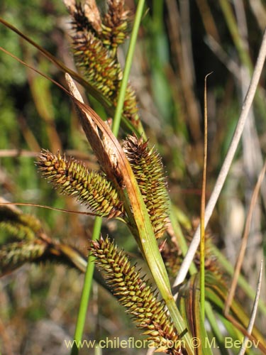 Carex sp. #1426の写真