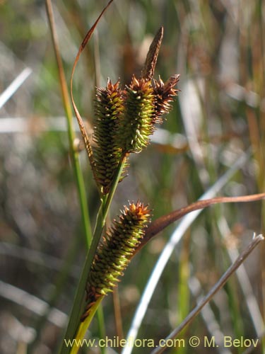Carex sp. #1426の写真