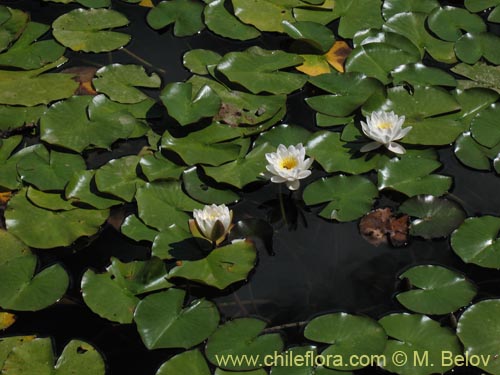 Imágen de Nymphaea alba (Loto). Haga un clic para aumentar parte de imágen.