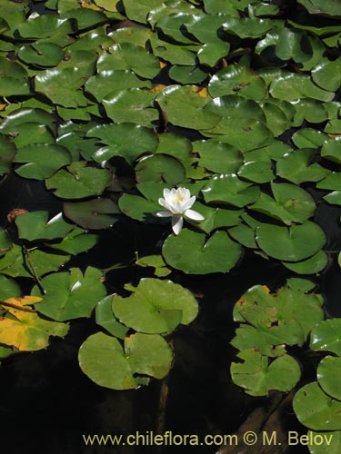 Imágen de Nymphaea alba (Loto). Haga un clic para aumentar parte de imágen.