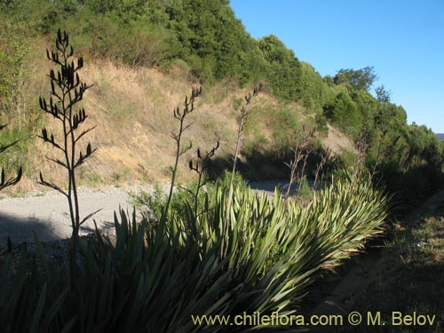 Image of Phormium tenax (). Click to enlarge parts of image.