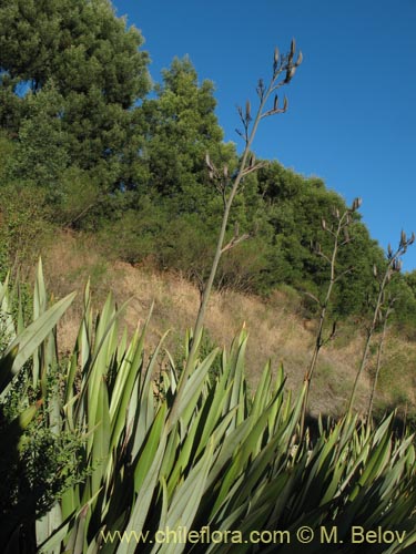 Bild von Phormium tenax (). Klicken Sie, um den Ausschnitt zu vergrössern.