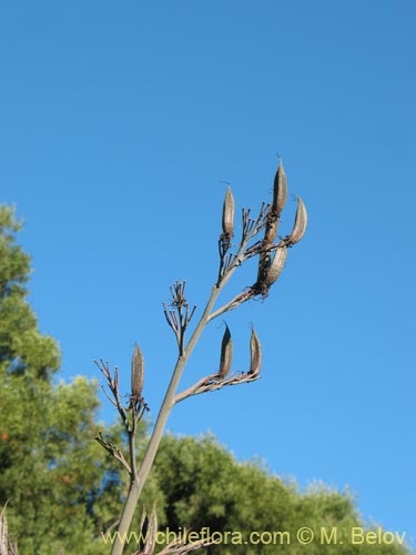 Image of Phormium tenax (). Click to enlarge parts of image.