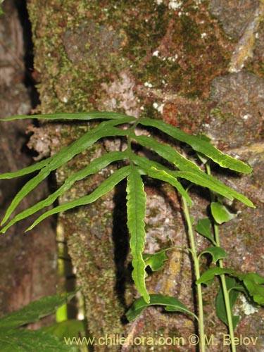 Image of Fern sp. #1439 (). Click to enlarge parts of image.