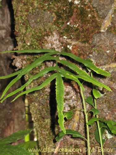 Фотография Polypodium feuillei (). Щелкните, чтобы увеличить вырез.