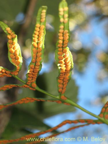 Polypodium feuillei的照片