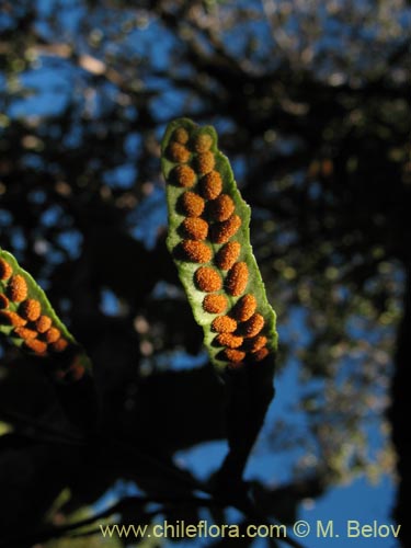 Polypodium feuillei的照片