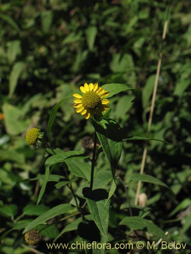 Image of Leptocarpha rivularis (Palo negro). Click to enlarge parts of image.