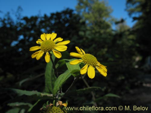 Bild von Leptocarpha rivularis (Palo negro). Klicken Sie, um den Ausschnitt zu vergrössern.