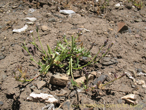 Image of Unidentified Plant sp. #1709 (). Click to enlarge parts of image.