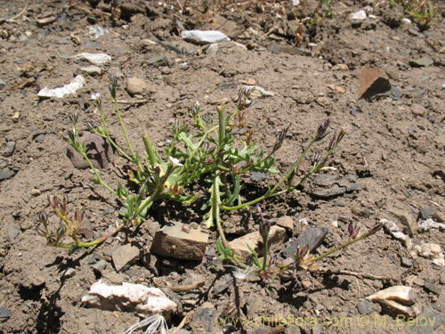 Imágen de Planta no identificada sp. #1709 (). Haga un clic para aumentar parte de imágen.