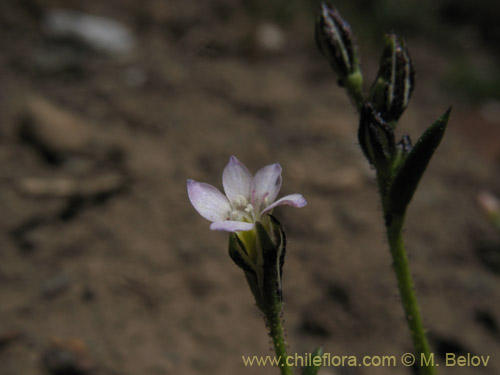 未確認の植物種 sp. #1709の写真