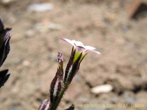 Imágen de Planta no identificada sp. #1709 (). Haga un clic para aumentar parte de imágen.