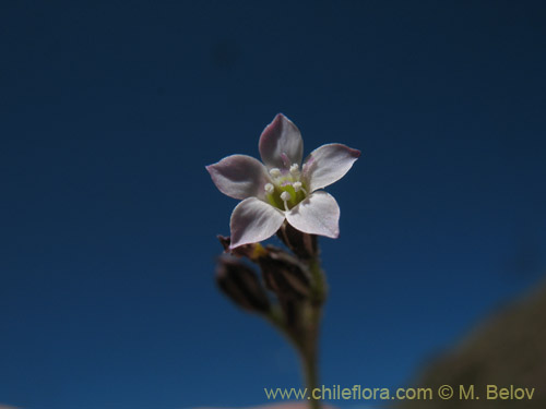 Imágen de Planta no identificada sp. #1709 (). Haga un clic para aumentar parte de imágen.