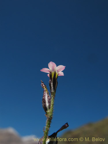 Imágen de Planta no identificada sp. #1709 (). Haga un clic para aumentar parte de imágen.