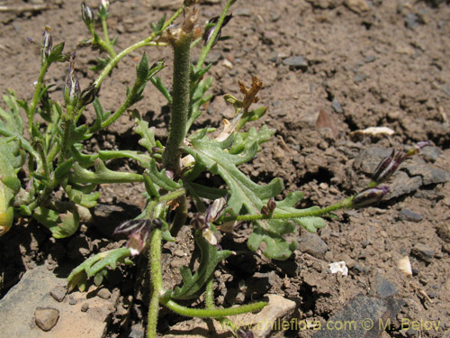 Imágen de Planta no identificada sp. #1709 (). Haga un clic para aumentar parte de imágen.