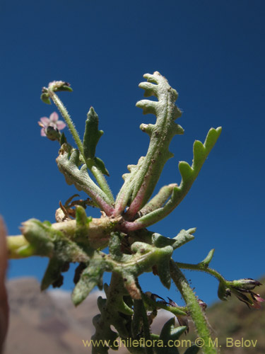 Imágen de Planta no identificada sp. #1709 (). Haga un clic para aumentar parte de imágen.