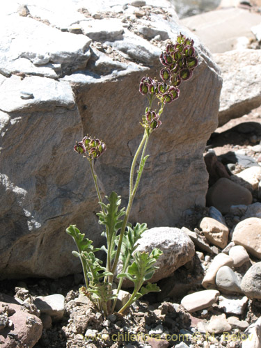 Image of Menonvillea sp. #1463 (). Click to enlarge parts of image.