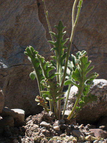 Image of Menonvillea sp. #1463 (). Click to enlarge parts of image.