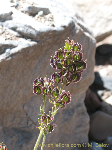 Imágen de Menonvillea sp. #1463 (). Haga un clic para aumentar parte de imágen.