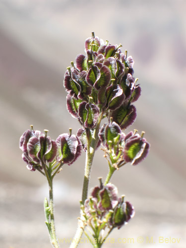 Image of Menonvillea sp. #1463 (). Click to enlarge parts of image.